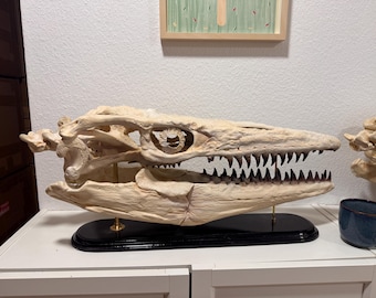 Big Mosasaurus Skull Replica in bone white  - fossil skull on wooden baseplate - museum quality