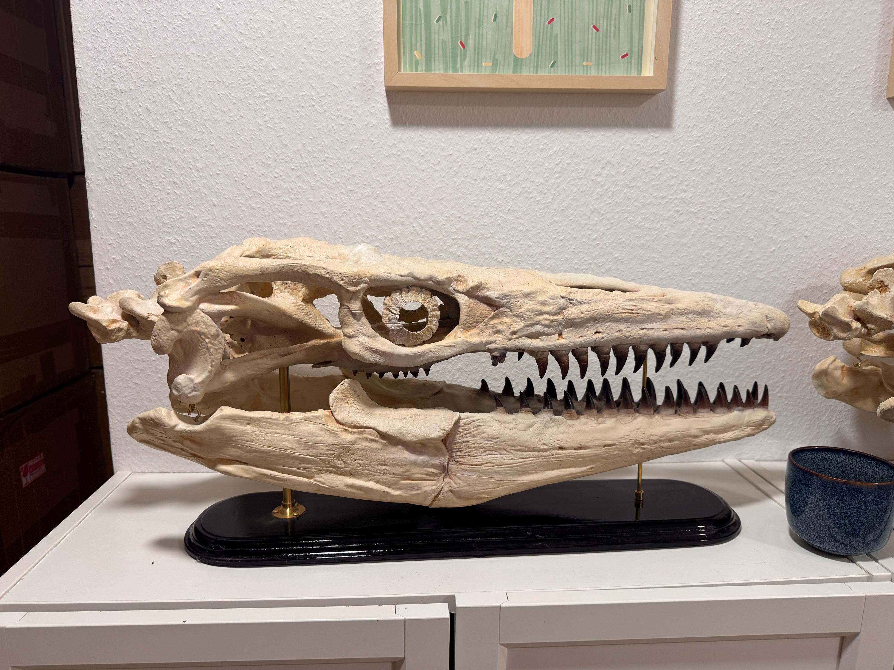 骨白色の大型モササウルス頭蓋骨レプリカ - 木製台座付き化石頭蓋骨