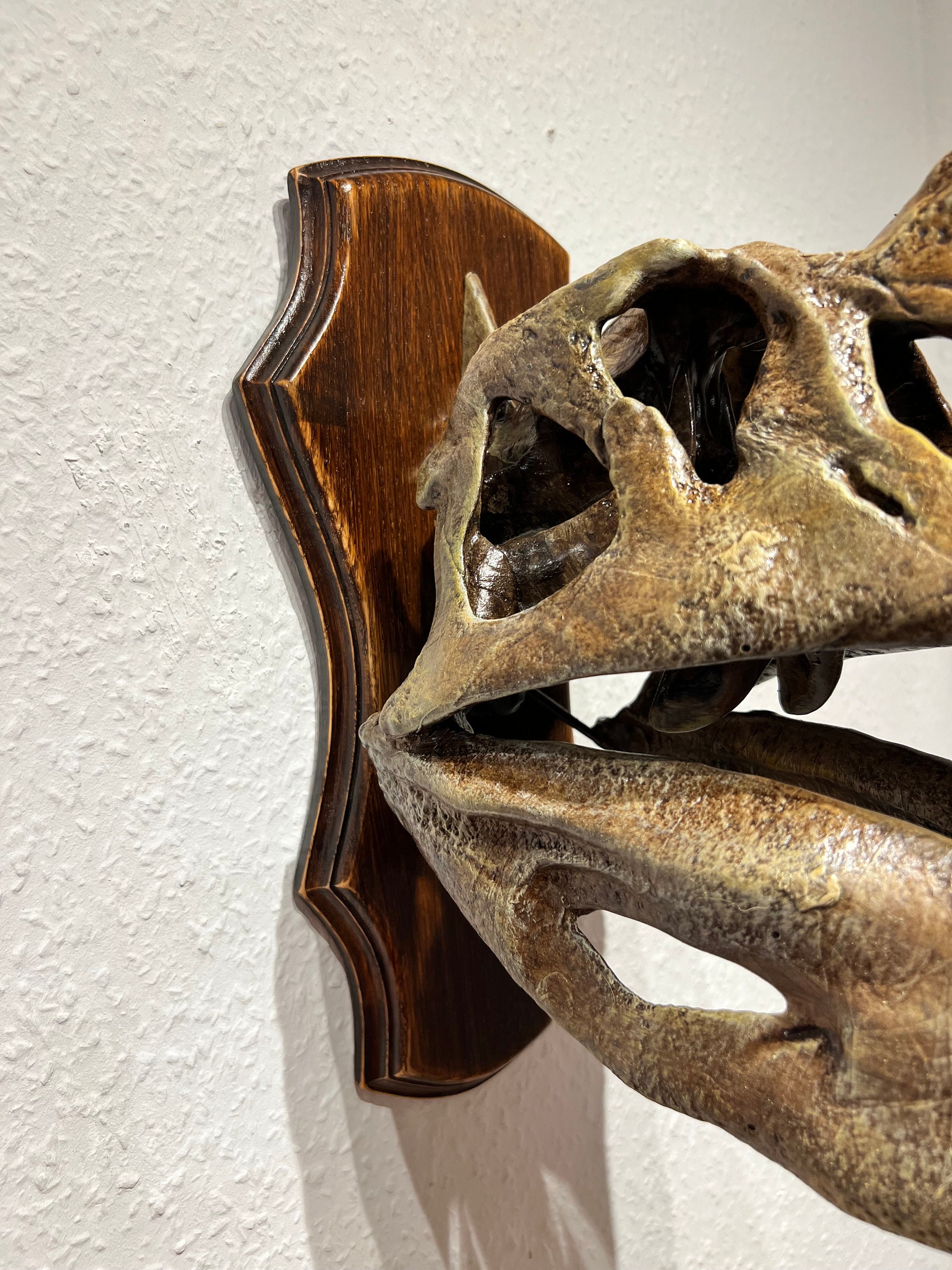 Wallmounted Spinosaurus Aegyptiacus 1915 Skull Replica Wallmounted Spinosaurus Aegyptiacus 1915 Skull Replica