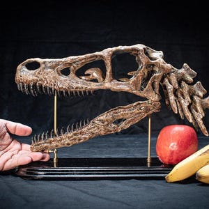 Velociraptor Dinosaur Skull replica in Victorian style with movable jaw - on hardwood and brass stand lifesize
