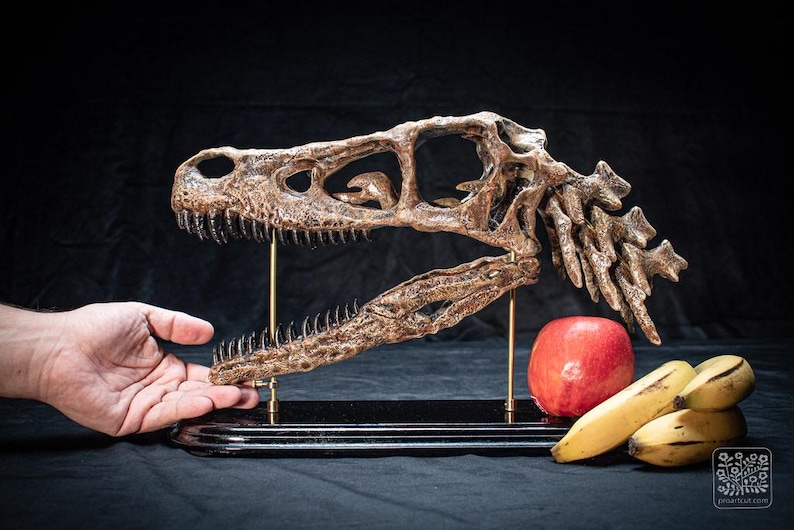 May include: A detailed replica of a dinosaur skull, with visible bone structure and teeth. The skull is displayed on a black base with gold supports, alongside a red apple and a bunch of bananas. The background is dark.
