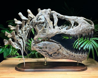Tyrannosaurus Rex schedel schaal 1:2 op houten basisplaat - ongeveer 110 cm lang - gigantisch verzamelstuk - zeer gedetailleerd