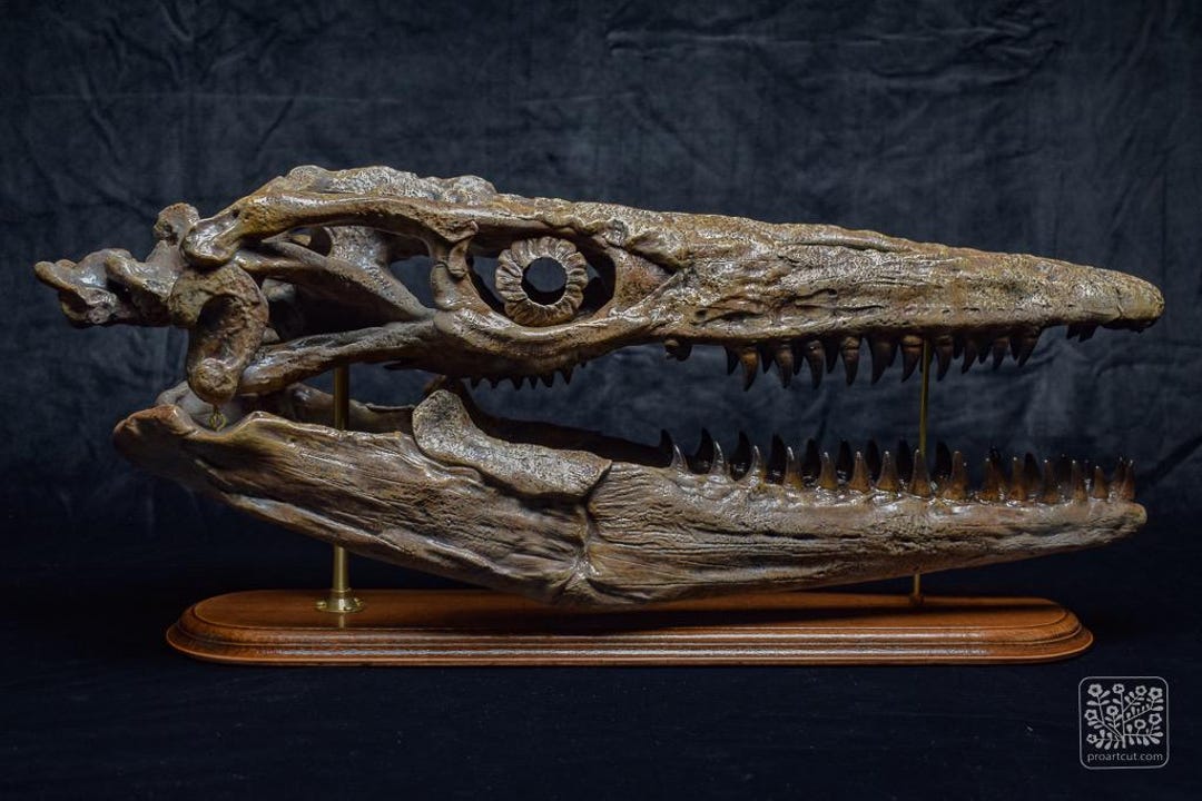 モササウルス　頭蓋骨　化石　レプリカ 骨白色の大型モササウルス頭蓋骨レプリカ - 木製台座付き化石頭蓋骨