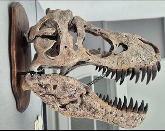 巨大T-Rex頭蓋骨レプリカ壁掛け – 70cmコレクターズアイテム - Etsy 日本