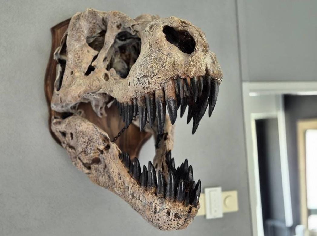 巨大T-Rex頭蓋骨レプリカ壁掛け – 70cmコレクターズアイテム - Etsy 日本