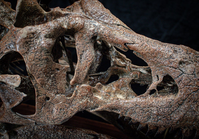 Tyrannosaurus rex skull replica sculpture on wooden baseplate Big high quality handmade collector piece image 5