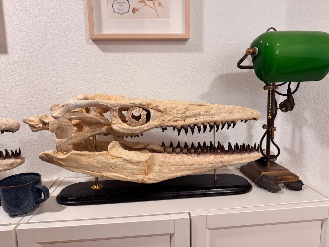 骨白色の大型モササウルス頭蓋骨レプリカ - 木製台座付き化石頭蓋骨