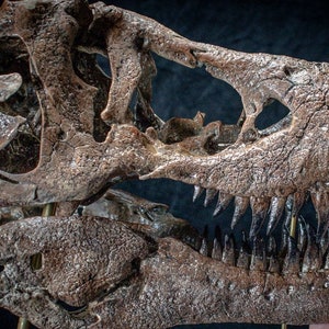 Grote T-Rex schedel replica sculptuur muurbeugel ongeveer 70 cm lang op maat gemaakt verzamelstuk zeer gedetailleerd afbeelding 1