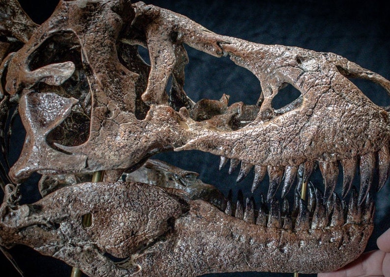 Grote T-Rex schedel replica sculptuur muurbeugel ongeveer 70 cm lang op maat gemaakt verzamelstuk zeer gedetailleerd afbeelding 1