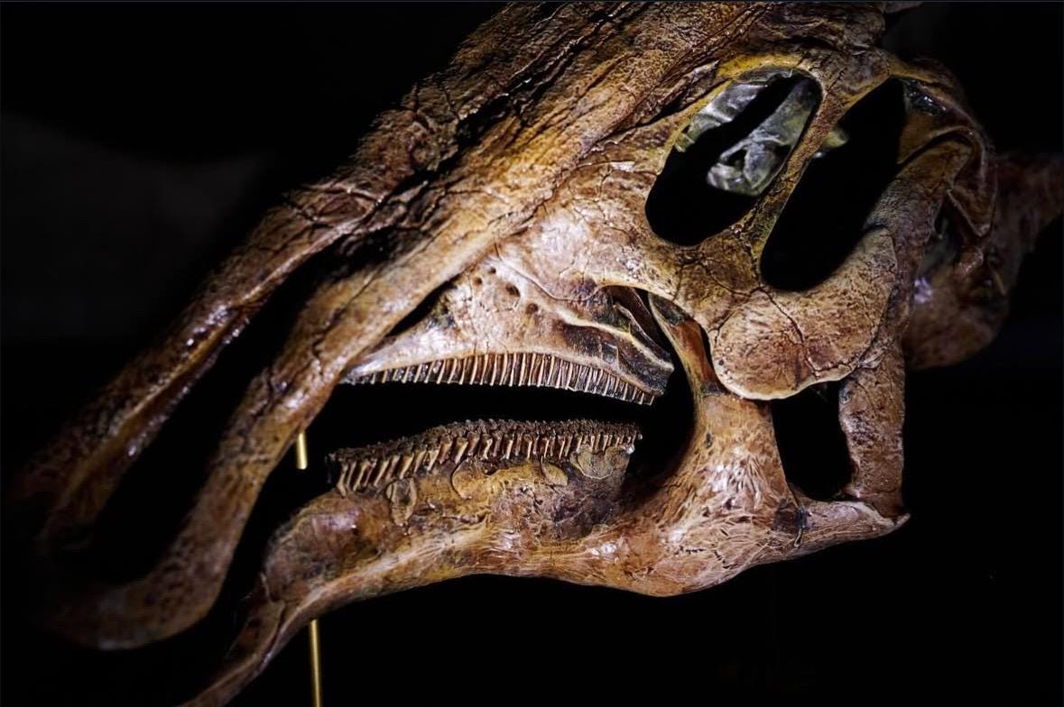 パラサウロロフス・ワルケリの頭蓋骨化石レプリカ：博物館級の品質、硬
