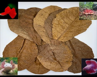 Indian Almond Leaves; For Betta, Fish, Shrimp, Axolotls and Vivarium