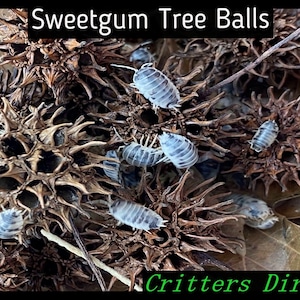 Sweetgum Tree Balls