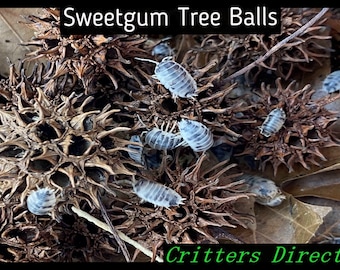 Sweetgum Tree Balls
