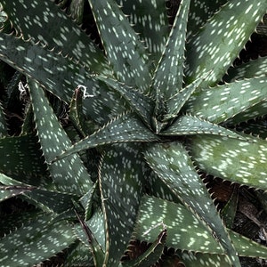 Aloe there; Plant photography; Digital art download