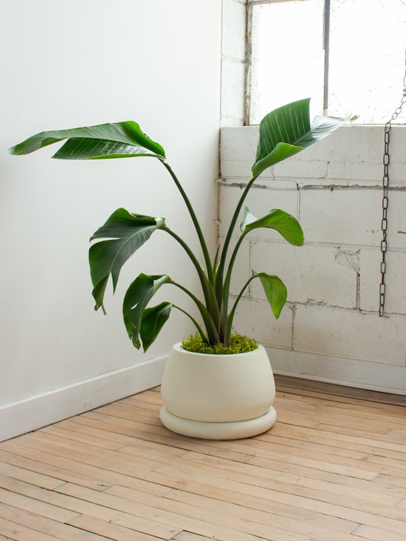 medallion prayer plant Calathea roseopicta 'Medallion'