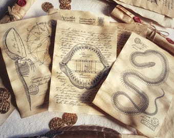 Aged Anatomy Pages: Creature Scrolls