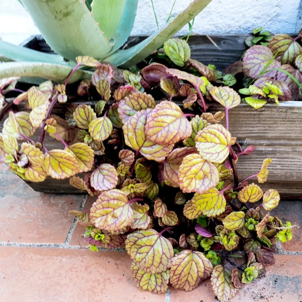 Geldplant, Plectranthus Verticillatus x2