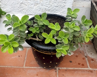 Plectranthus tomentosa, Vicks-plant