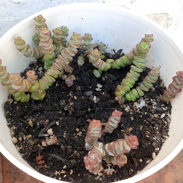 Crassula Rupestris Marnieriana, Baby Necklace