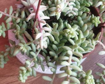 Sedum morganianum, Sedum Burrito