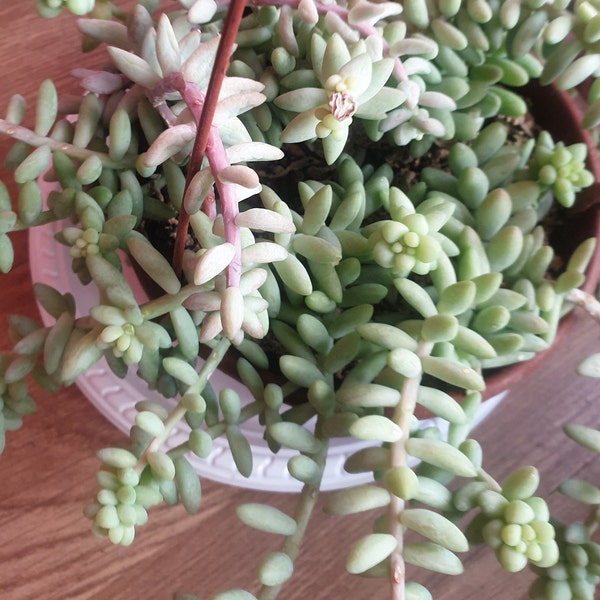 Sedum morganianum, Sedum Burrito