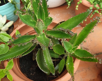 Kalanchoe Daigremontiana, Madre di migliaia