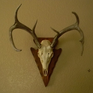 European deer mount with arrowhead shaped wall plaque
