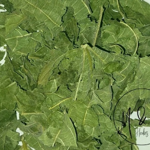 Fikonlöv - Ficus carica L. / Ekologiska torkade och skurna fikonlöv / Örtte, botemedel / Blodsocker / Tillgänglig från 30 ml till 1,8 kg
