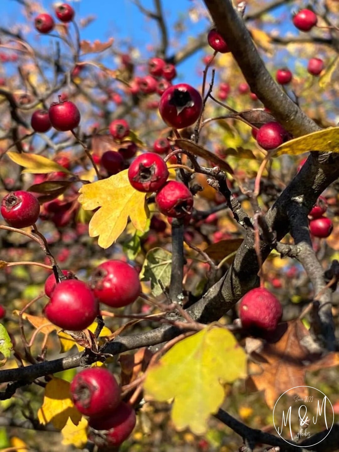 Hawthorn Berries Crataegus Monogyna L. / Laevigata Fruits, Dry Berries