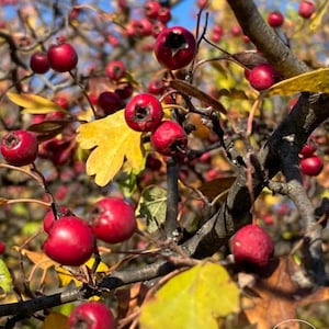 Hawthorn Berries - Crataegus Monogyna  L. / Laevigata  | Fruits, dry berries, remedy /  Organic Herbal Tea / Available from 1 oz to 4 lbs