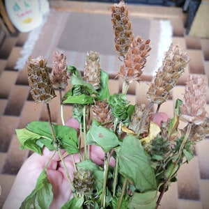 Self heal, All heal herb - Prunella vulgaris L./ Organic dry and cut prunella vulgaris herb