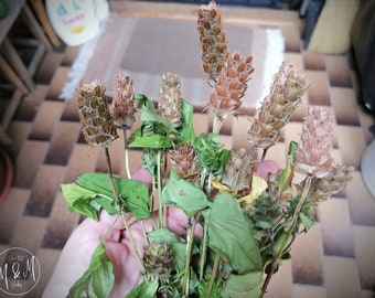 Self heal, All heal herb - Prunella vulgaris L./ Organic dry and cut prunella vulgaris herb