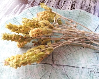 Mountain tea Herb - Sideritis scardica L./ Bulgarian, Mursalski chai/Organic dry herbal tea, remedy/ Available from 1oz to 4 lbs /from 2022