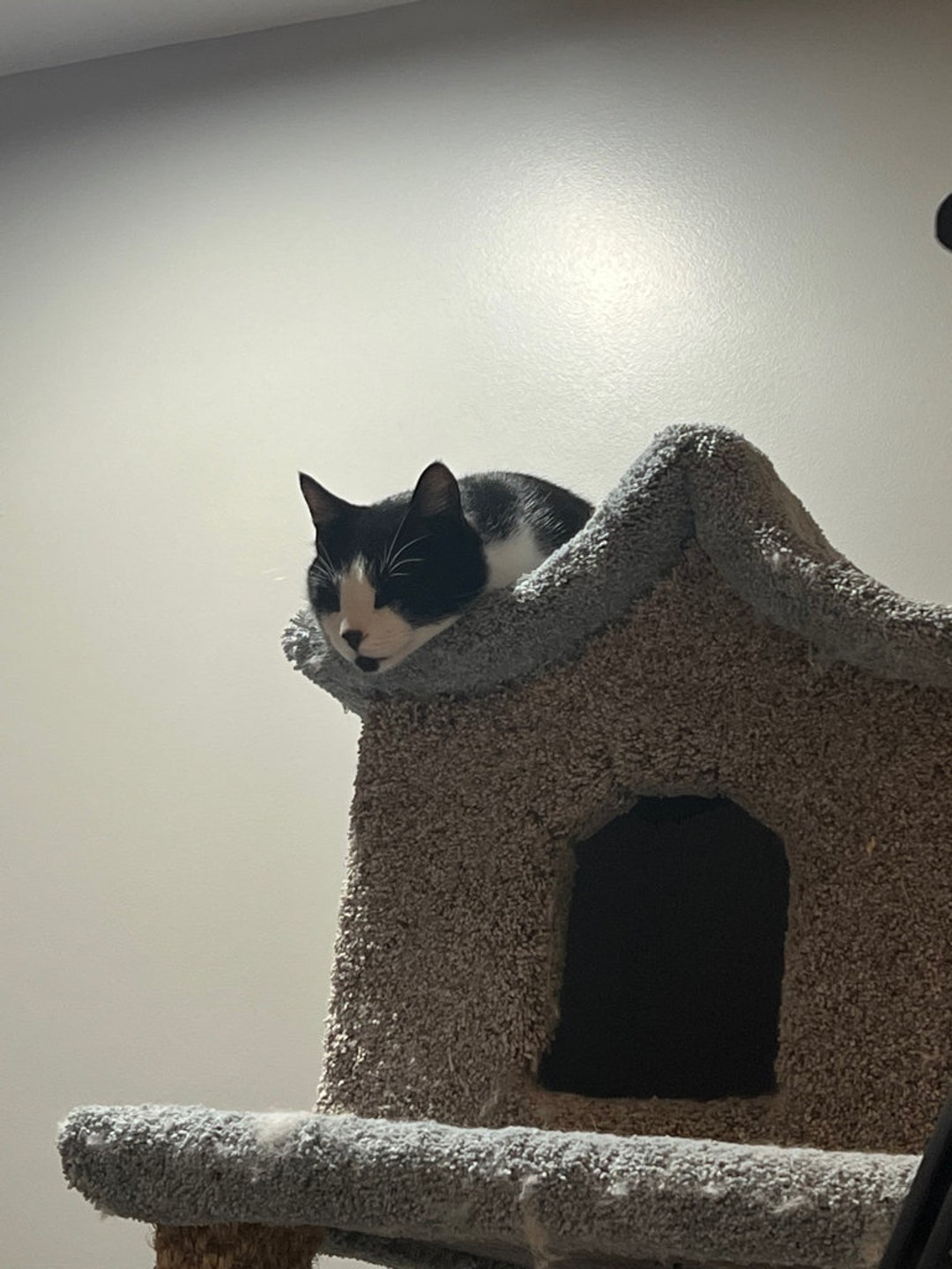 Custom Cat House Etsy