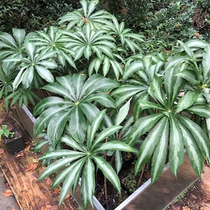 ARISAEMA CONSANGUINEUM ‘Silver Center’ -Himalayan Cobra Lily Bulbs -3/4&quot; to 1 3/8&quot; Diameter, 1/32 oz. to 3/8 oz.