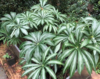 ARISAEMA CONSANGUINEUM ‘Silver Center’ -Himalayan Cobra Lily -XL 3/4 oz. to 2 oz, 1 1/2" to 2" Bulb