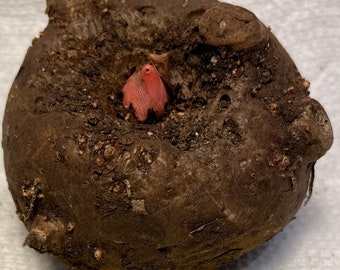 AMORPHOPHALLUS KONJAC "LEO'S Song" Large to Small Bulb (Voodoo Lily, Devil's Tongue)