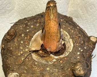 AMORPHOPHALLUS RIVIERI KONJAC, Giant Flowering Bulbs Up to 6.5 lbs. and 8" diameter (Voodoo Lily)