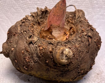 AMORPHOPHALLUS KONJAC "GORDON'S Gold" Large to Medium Bulbs (Voodoo Lily)