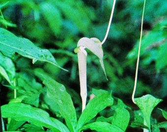 10 ARISAEMA HETEROPHYLLUM Seeds -Dancing Crane Cobra Lily