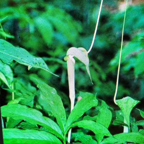 10 ARISAEMA HETEROPHYLLUM Seeds -Dancing Crane Cobra Lily