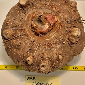 AMORPHOPHALLUS RIVIERI KONJAC, 1 X-L Bulb (Voodoo Lily) Arisaema