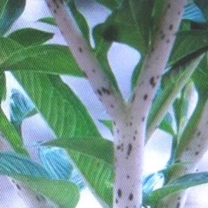 cane yucca 7-10FT Yucca Cane