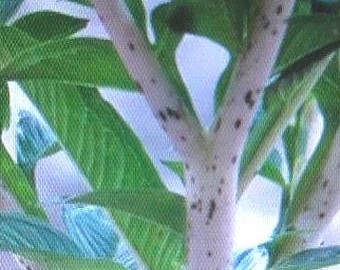 AMORPHOPHALLUS KONJAC "LEO'S Song" - 1 Medium to X-Large Dormant Bulb (Voodoo Lily, Devil's Tongue)