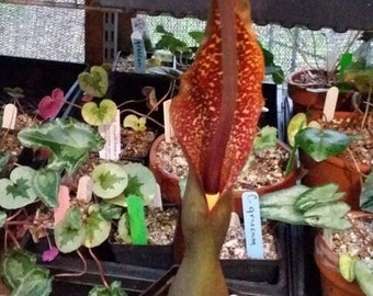 SAUROMATUM VENOSUM- Voodoo Lily Tubers -4 1/8 oz. to 2 1/2 lb., 2 5/8" to 5 1/2" diameter (Arisaema, Amorphophallus)