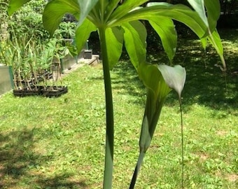 25 ARISAEMA CONSANGUINEUM Seeds -Himalayan Cobra Lily