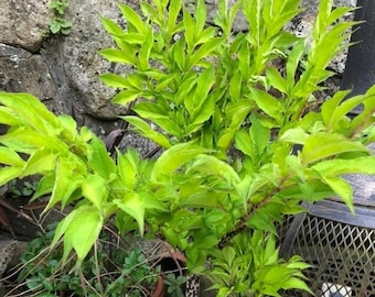 AMORPHOPHALLUS KONJAC "GORDON'S Gold" 1 Bulb (Starting to Grow Roots and Shoots) (Voodoo Lily)