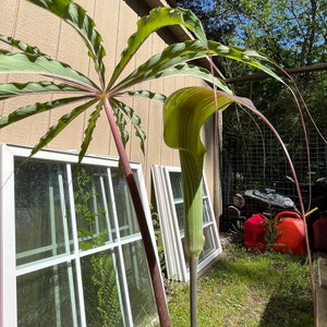 ARISAEMA CONSANGUINEUM Himalayan Cobra Lily Flowering Bulbs 3/4 to 1 1/2 diameter. 1/16 oz. to 3/4 oz. image 8