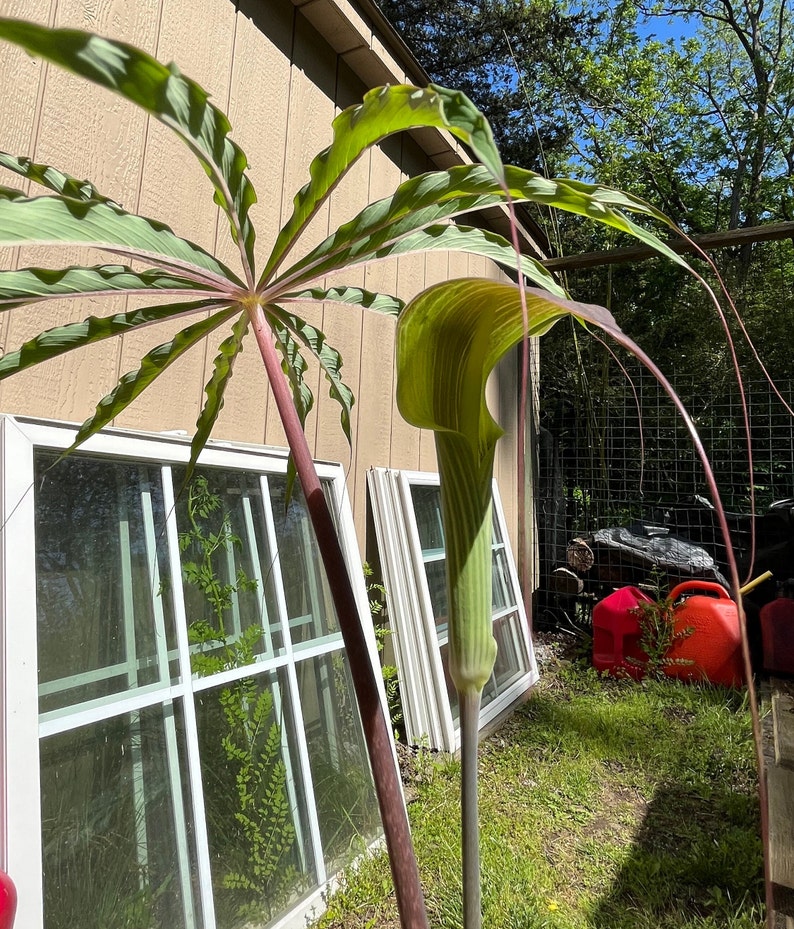 ARISAEMA CONSANGUINEUM Himalayan Cobra Lily Flowering Bulbs 3/4 to 1 1/2 diameter. 1/16 oz. to 3/4 oz. image 8
