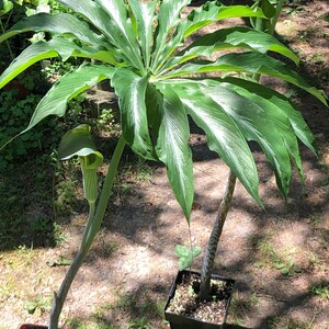 ARISAEMA CONSANGUINEUM Silver Center Himalayan Cobra Lily Flowering Bulbs 3/4 to 1 3/8 Diameter, 1/16 oz. to 5/8 oz. image 4